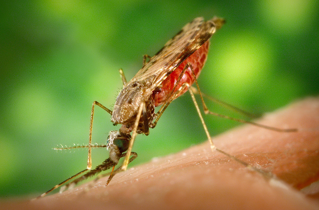 Комар малярийный, или Анoфелес (лат. Anopheles)