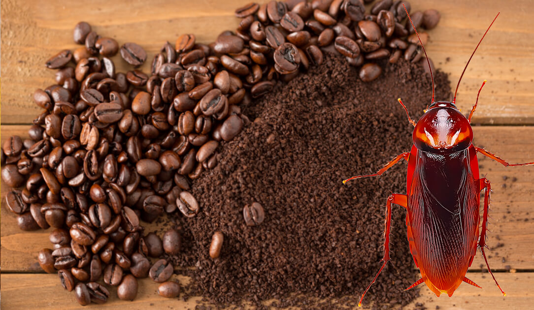 Кофе от тараканов