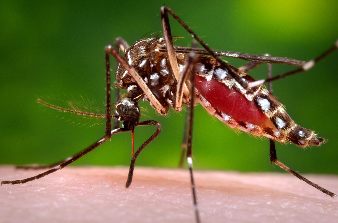 Жёлтолихорадочный комар Aedes Aegypti